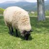 【北海道】ジンギスカンの羊肉 99%は輸入ってホントですか？国産1％